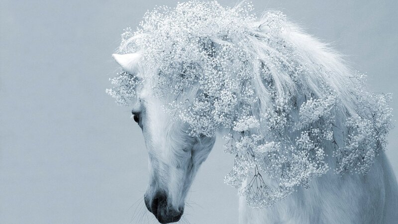 white horse with flowers