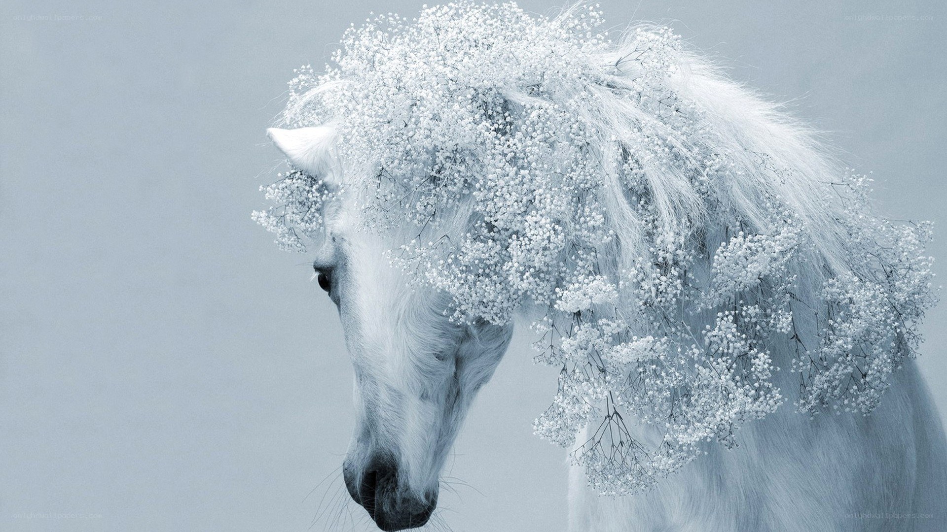 white horse with flowers