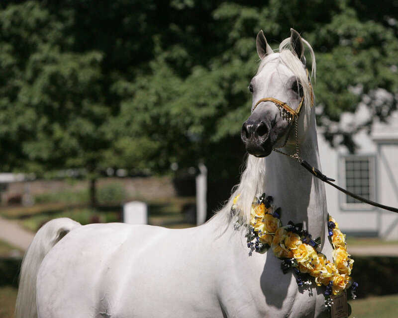 White Horse with Flowers — Calm