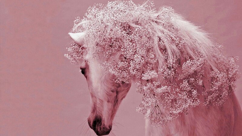 White Horse with Flowers — Pink, Serene