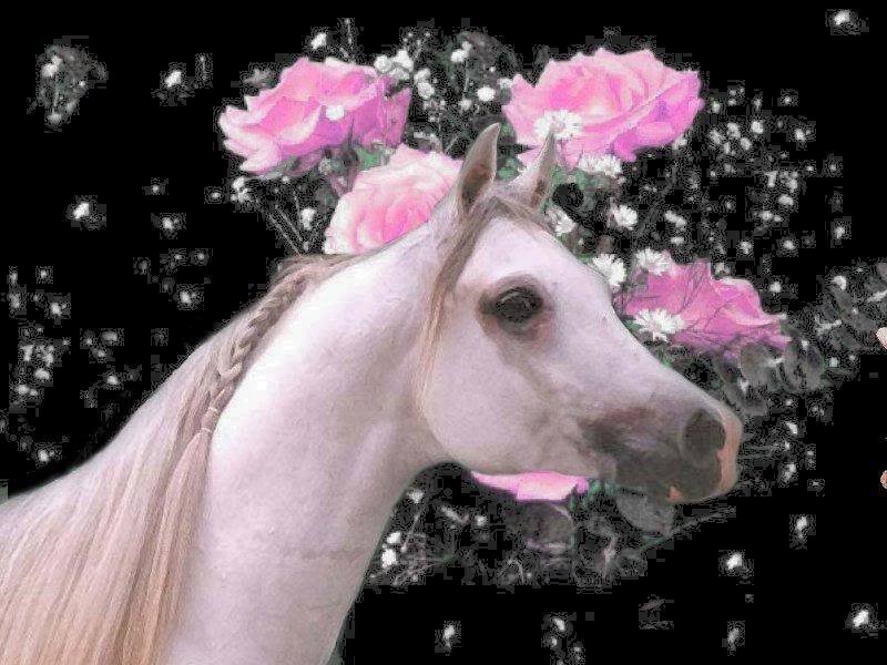 White Horse with Flowers — Pink