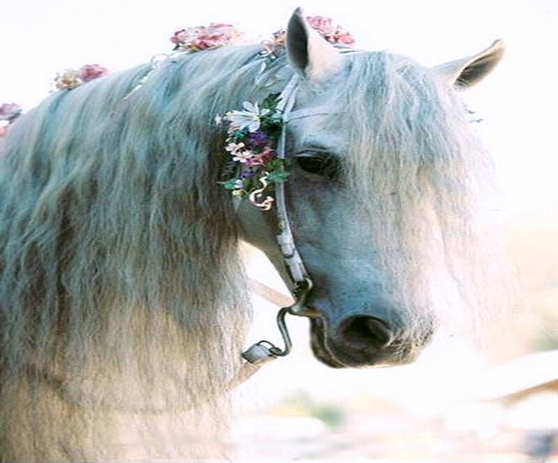 White Horse with Flowers — Serene