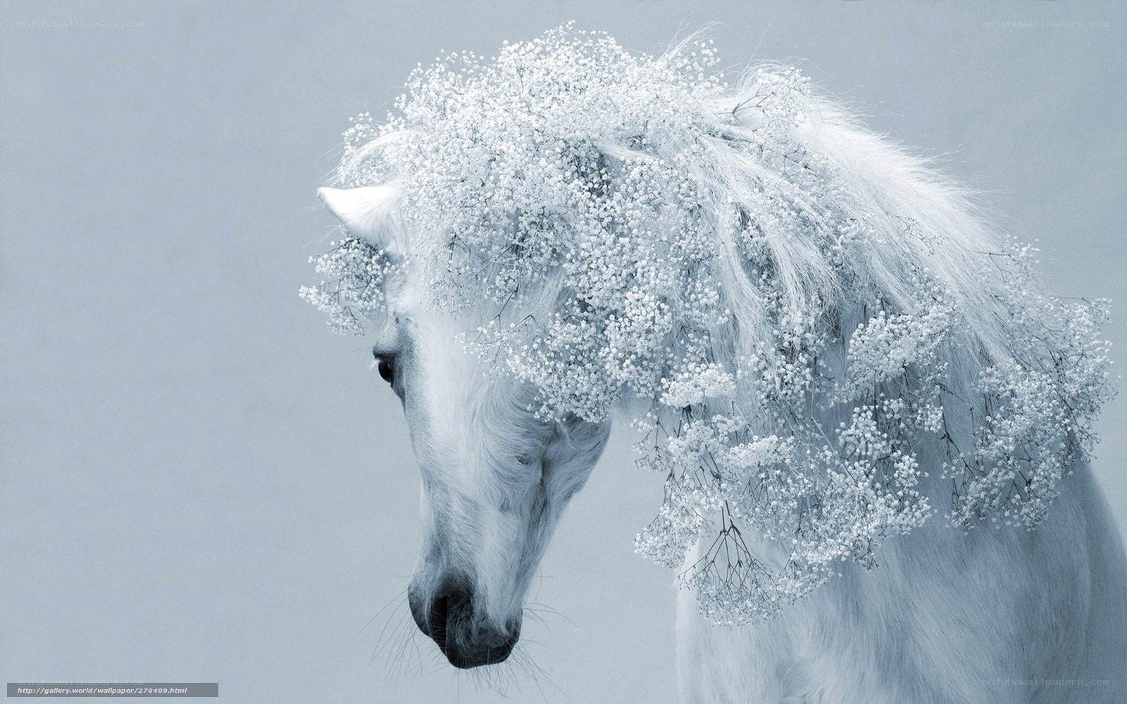 white horse with flowers