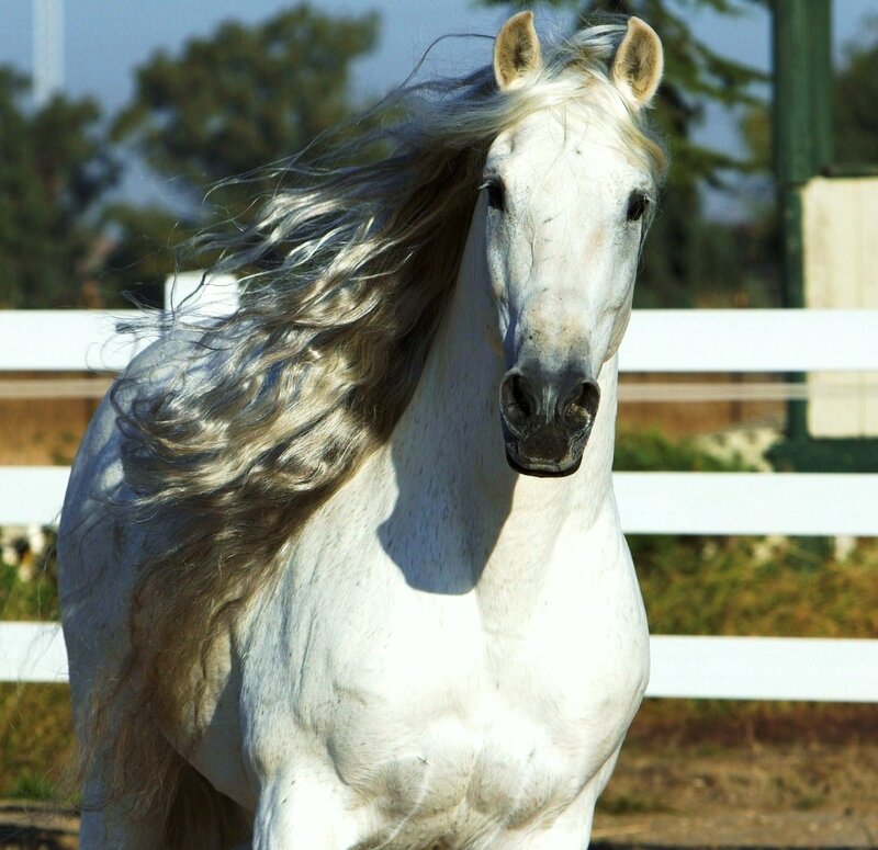 white horse with flowing mane