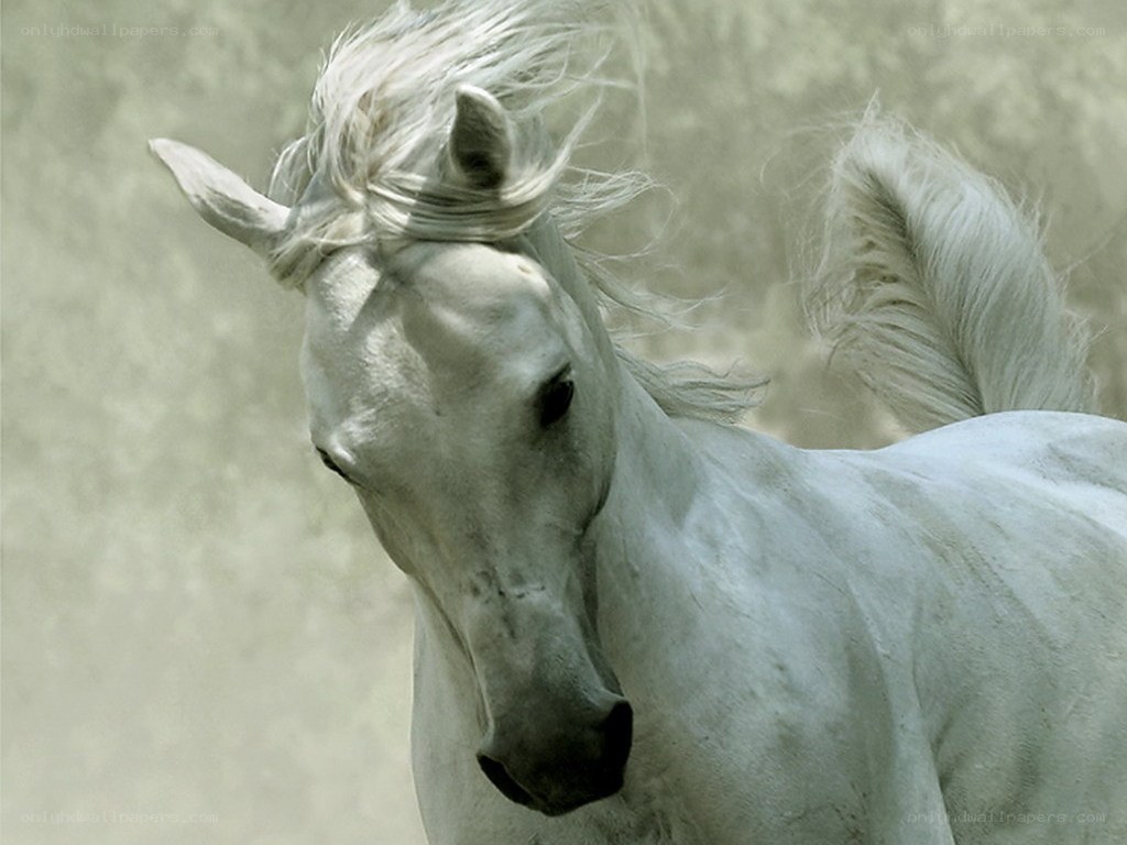 white horse with flowing mane