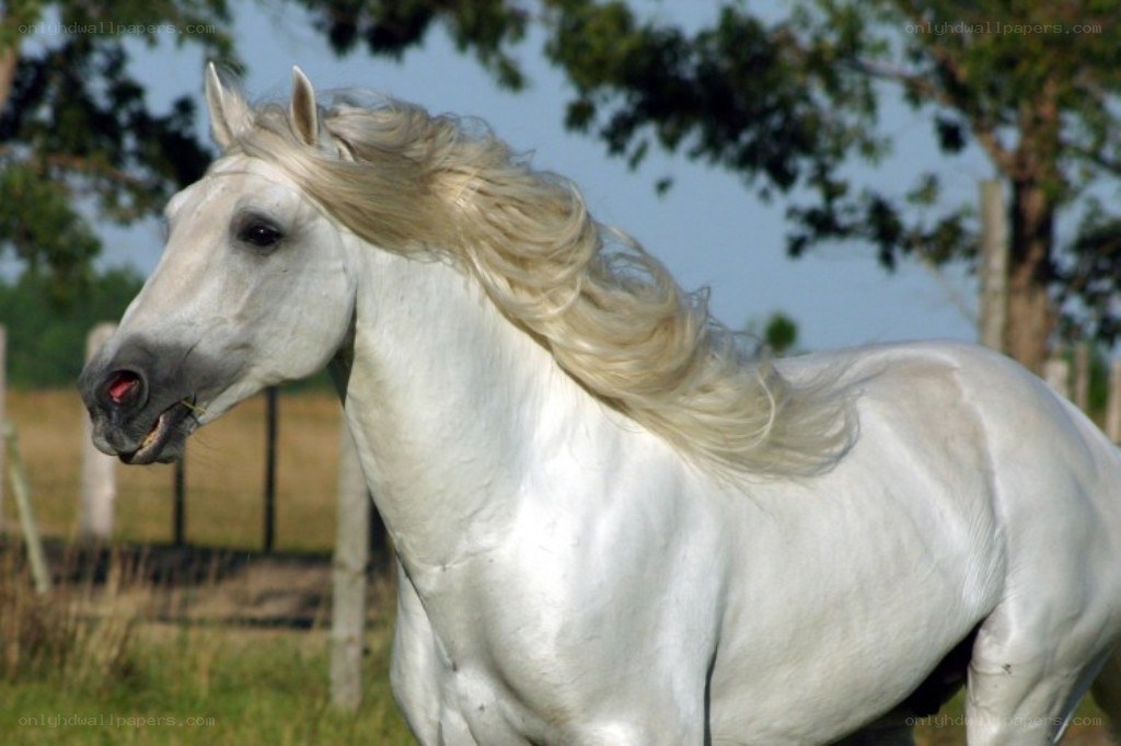 white horse with flowing mane