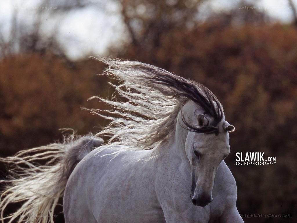 white horse with flowing mane