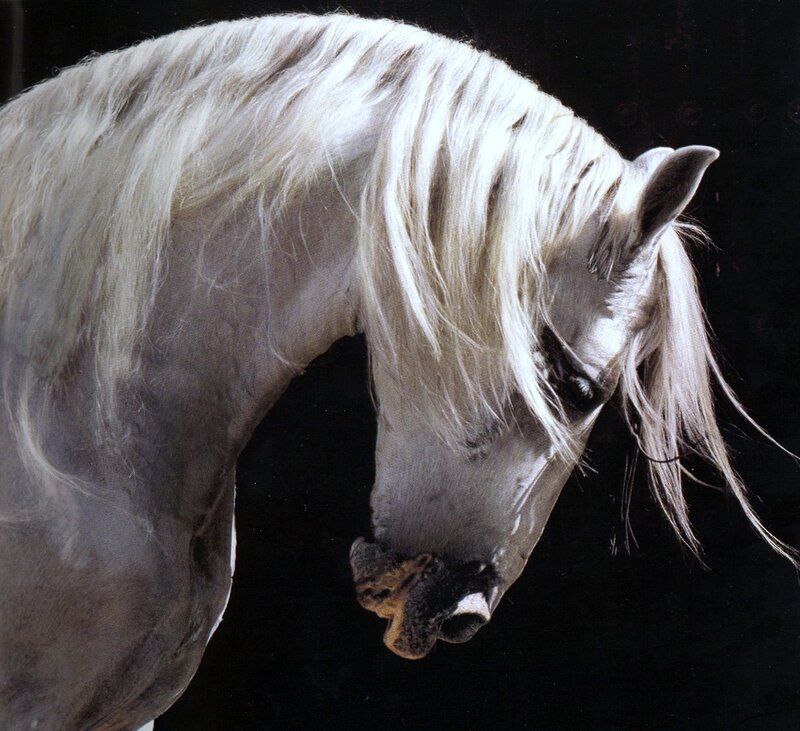 white horse with flowing mane