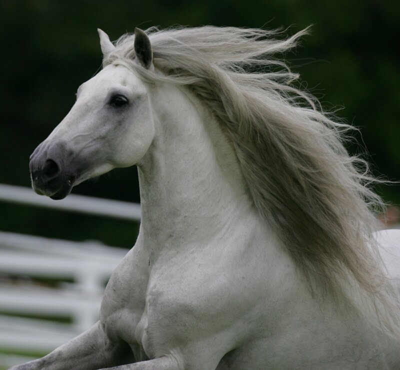 white horse with flowing mane
