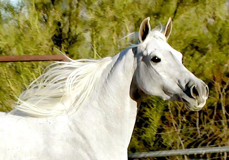 White Horse with Flowing Mane — Calm, Afternoon