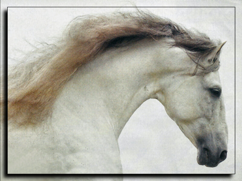 White Horse with Flowing Mane — Calm, Photograph, Head