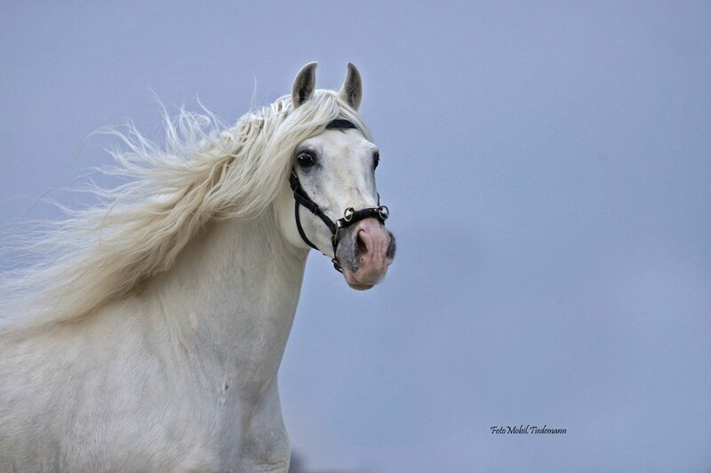 White Horse with Flowing Mane — Calm, Photograph