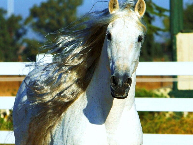 White Horse with Flowing Mane — Calm