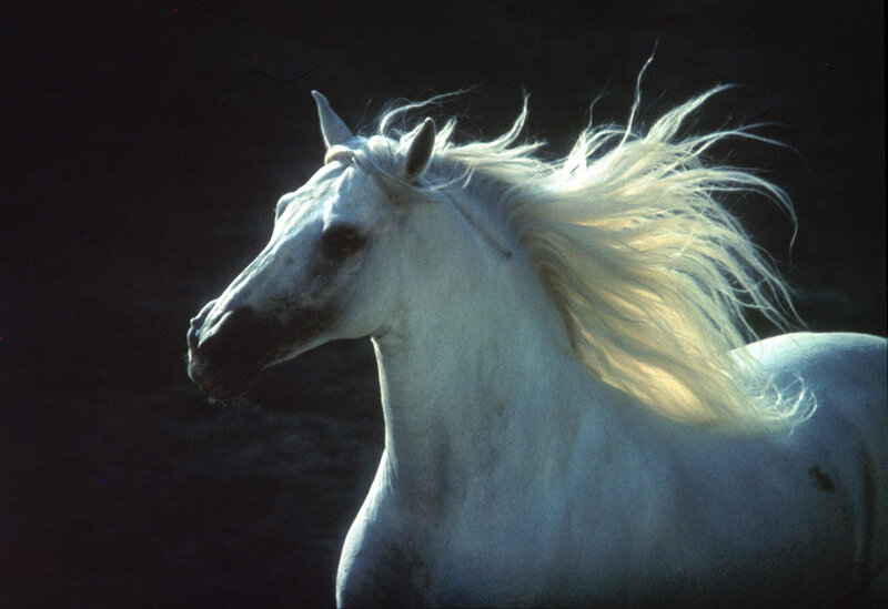 White Horse with Flowing Mane — Dramatic, Photograph, Dark Background