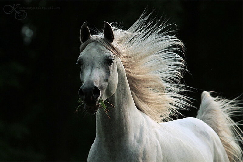 White Horse with Flowing Mane — Dramatic, Photograph, Grass
