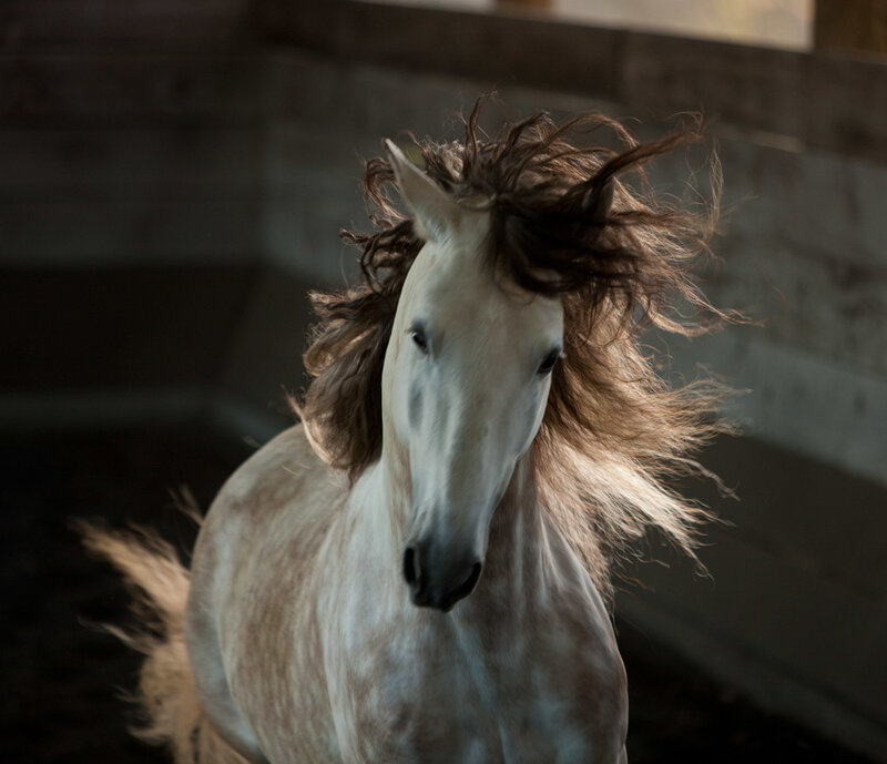 White Horse with Flowing Mane — Dramatic, Photograph, Stable