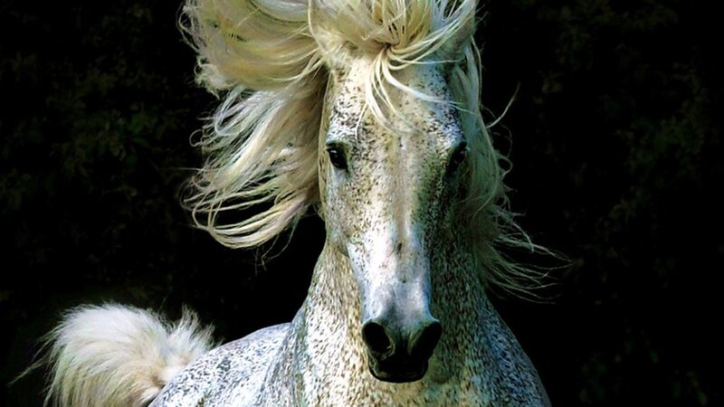 White Horse with Flowing Mane — Dramatic, Photograph, Tail, Dark Background