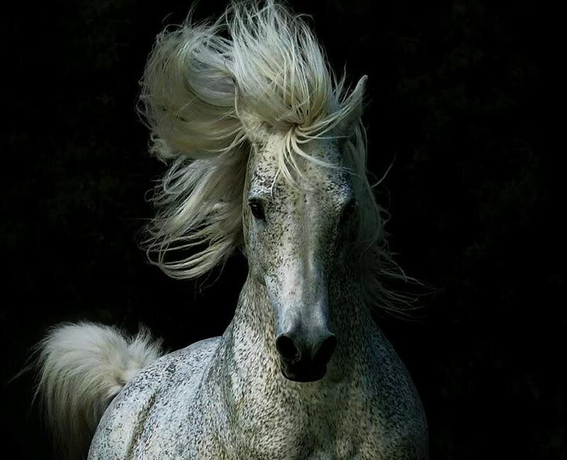 White Horse with Flowing Mane — Dramatic, Photograph, Tail