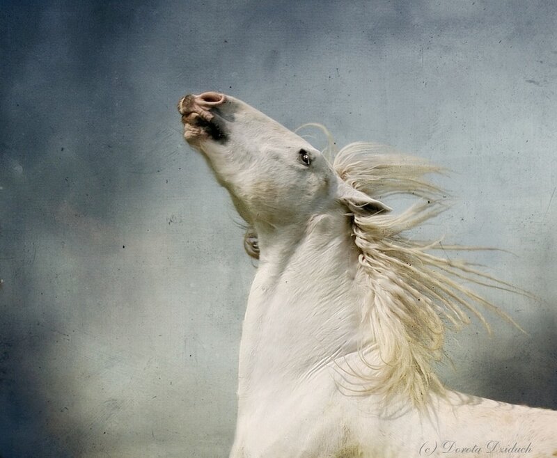 White Horse with Flowing Mane — Dramatic, Photograph