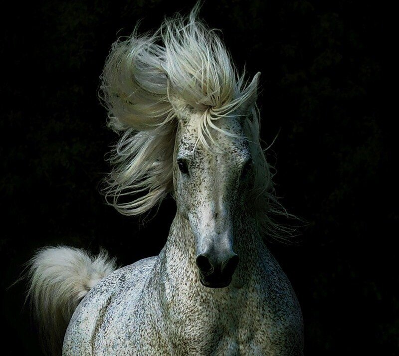 White Horse with Flowing Mane — Dramatic