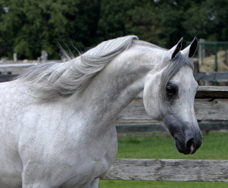 White Horse with Flowing Mane — Gray, Calm