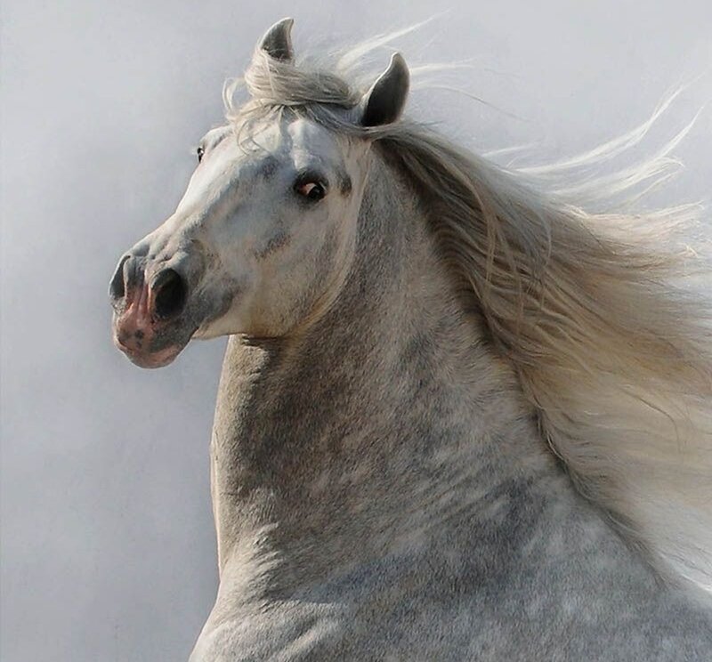 White Horse with Flowing Mane — Gray, Dynamic