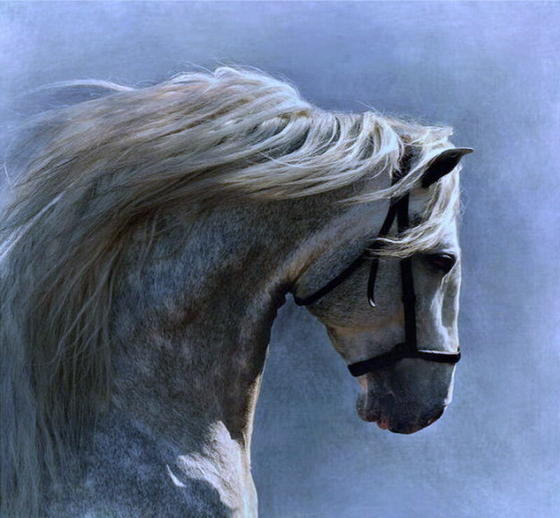 White Horse with Flowing Mane — Gray, Serene