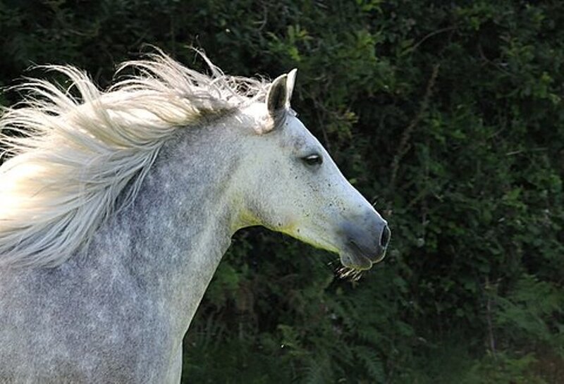 White Horse with Flowing Mane — Gray