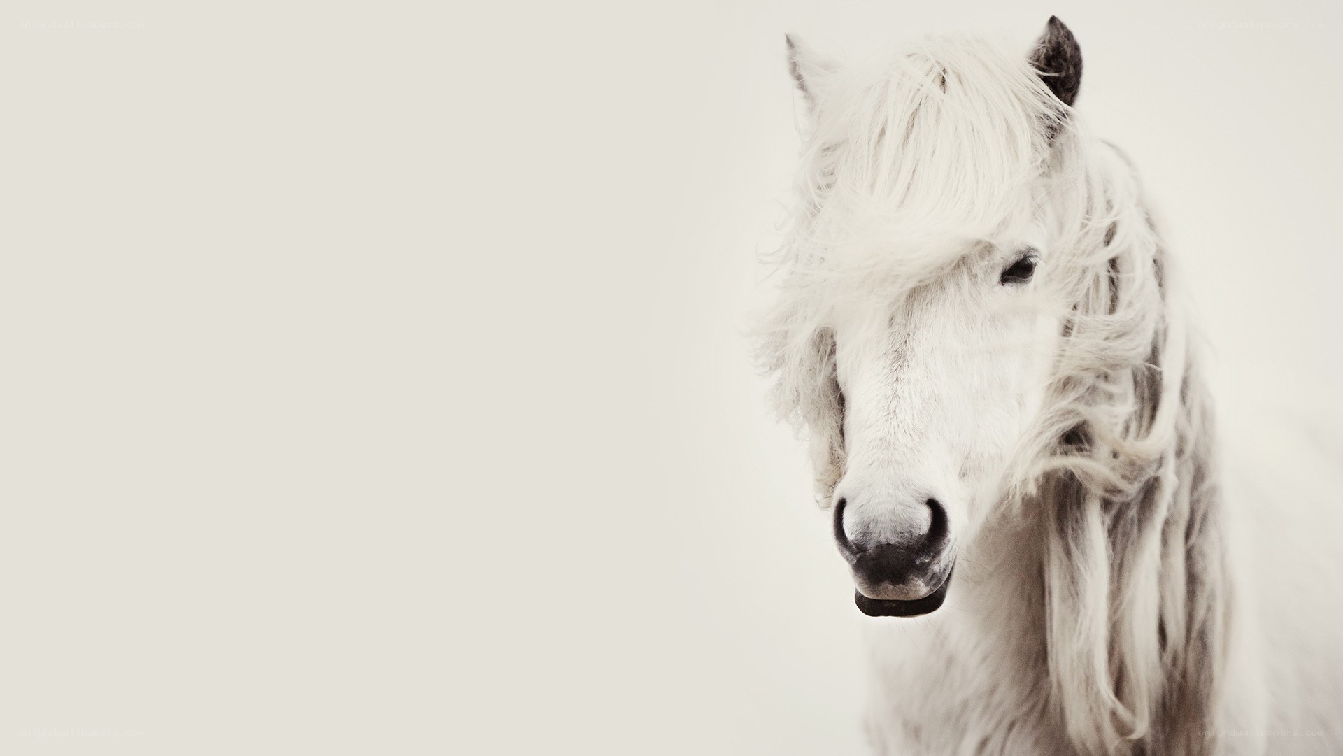 white horse with flowing mane