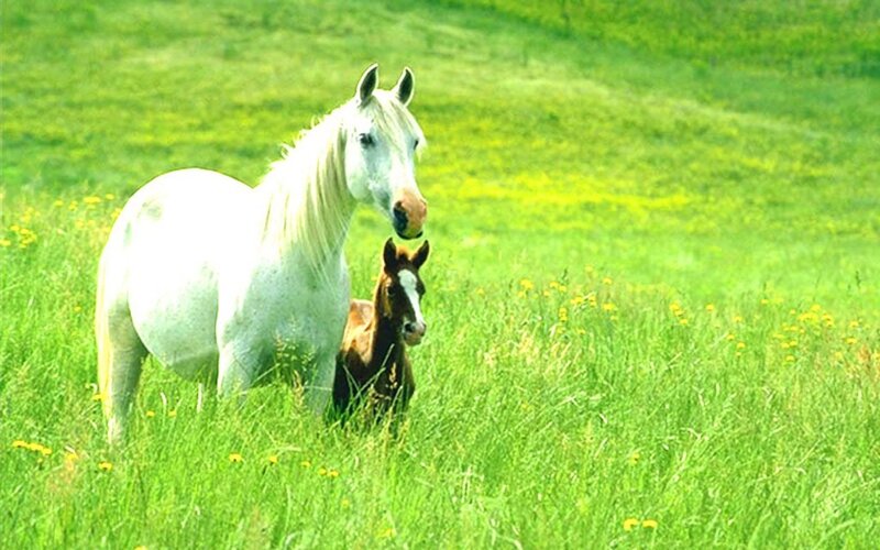 White horse with foal in field