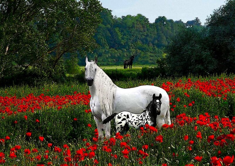 White Horse with Foal — Red