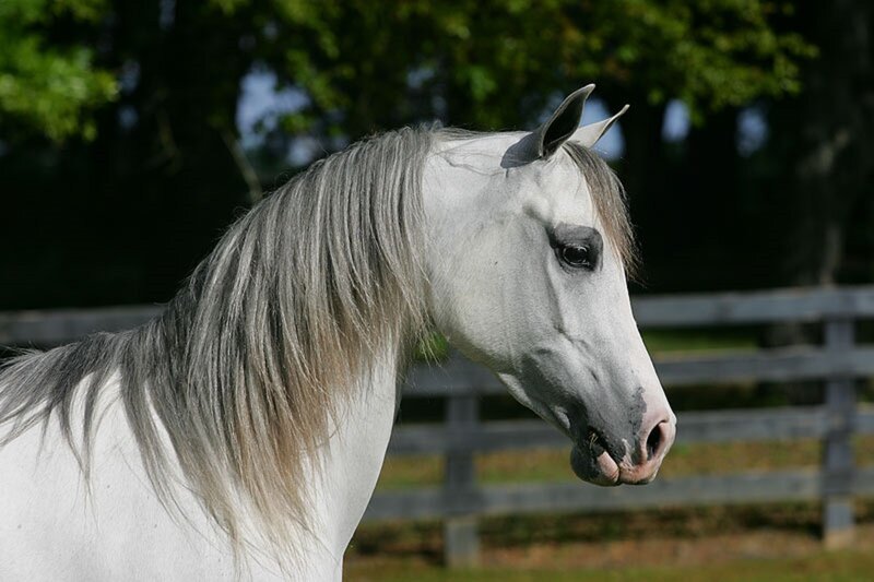 White Horse with Gray Mane