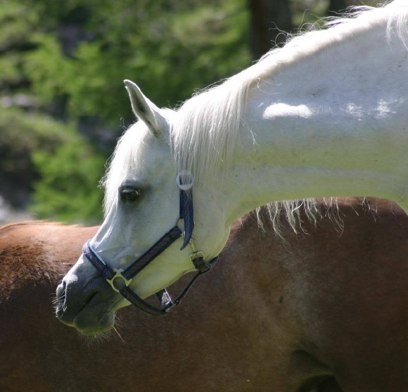 White Horse with Halter