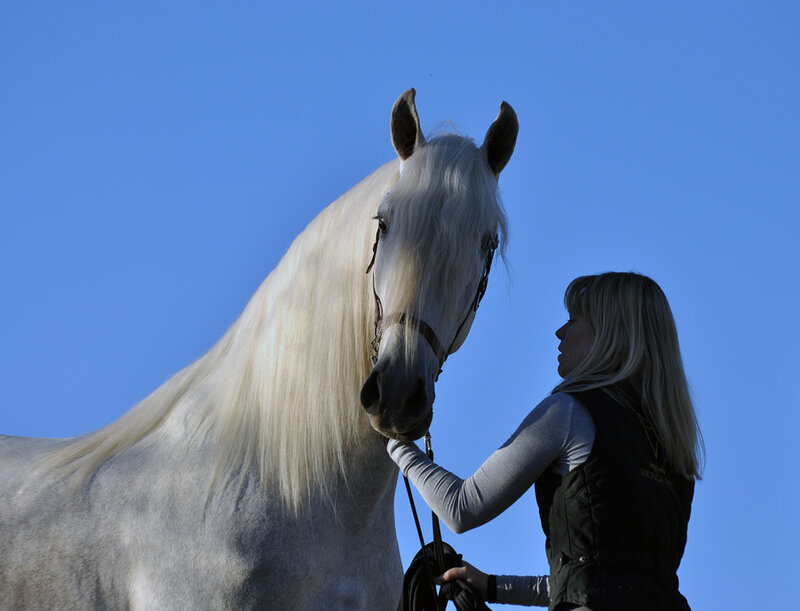 White Horse with Handler