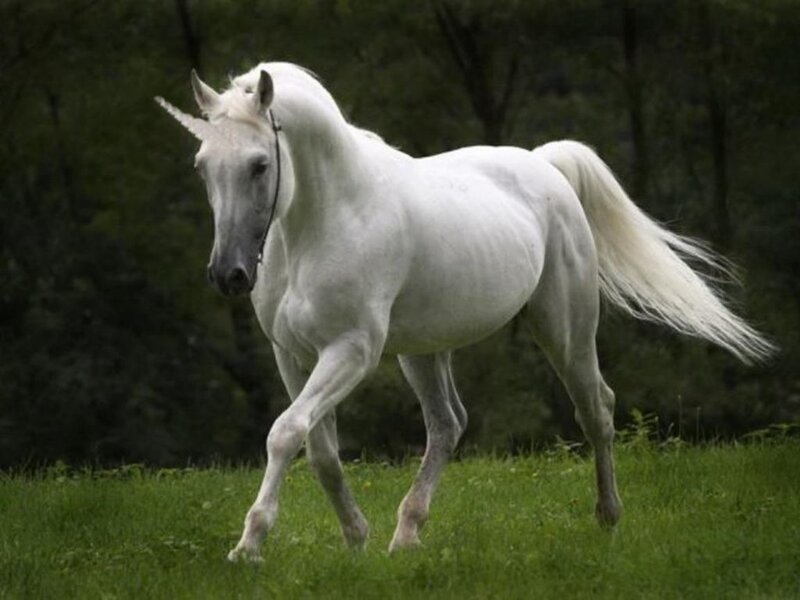 White Horse with Horn — Serene
