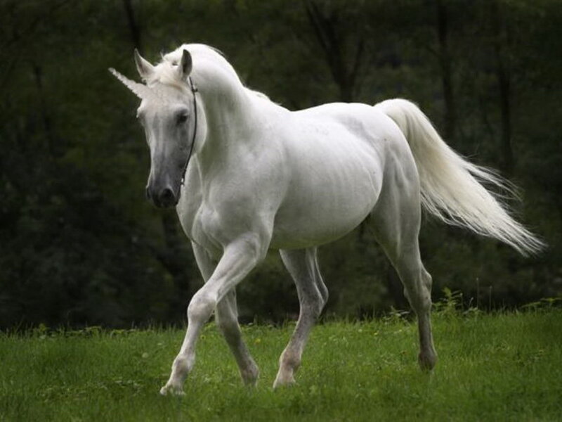 White Horse with Horn