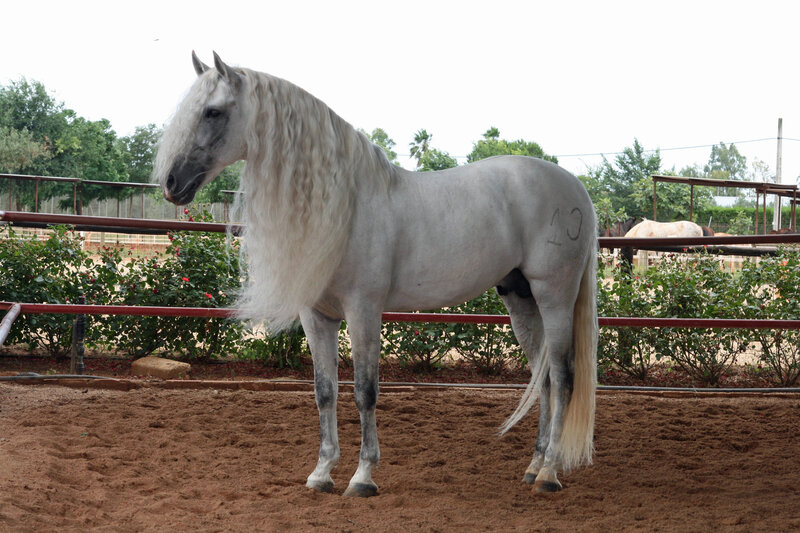 white horse with long mane