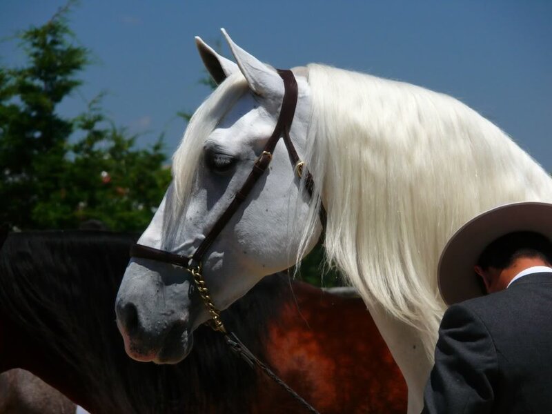 White horse with long mane
