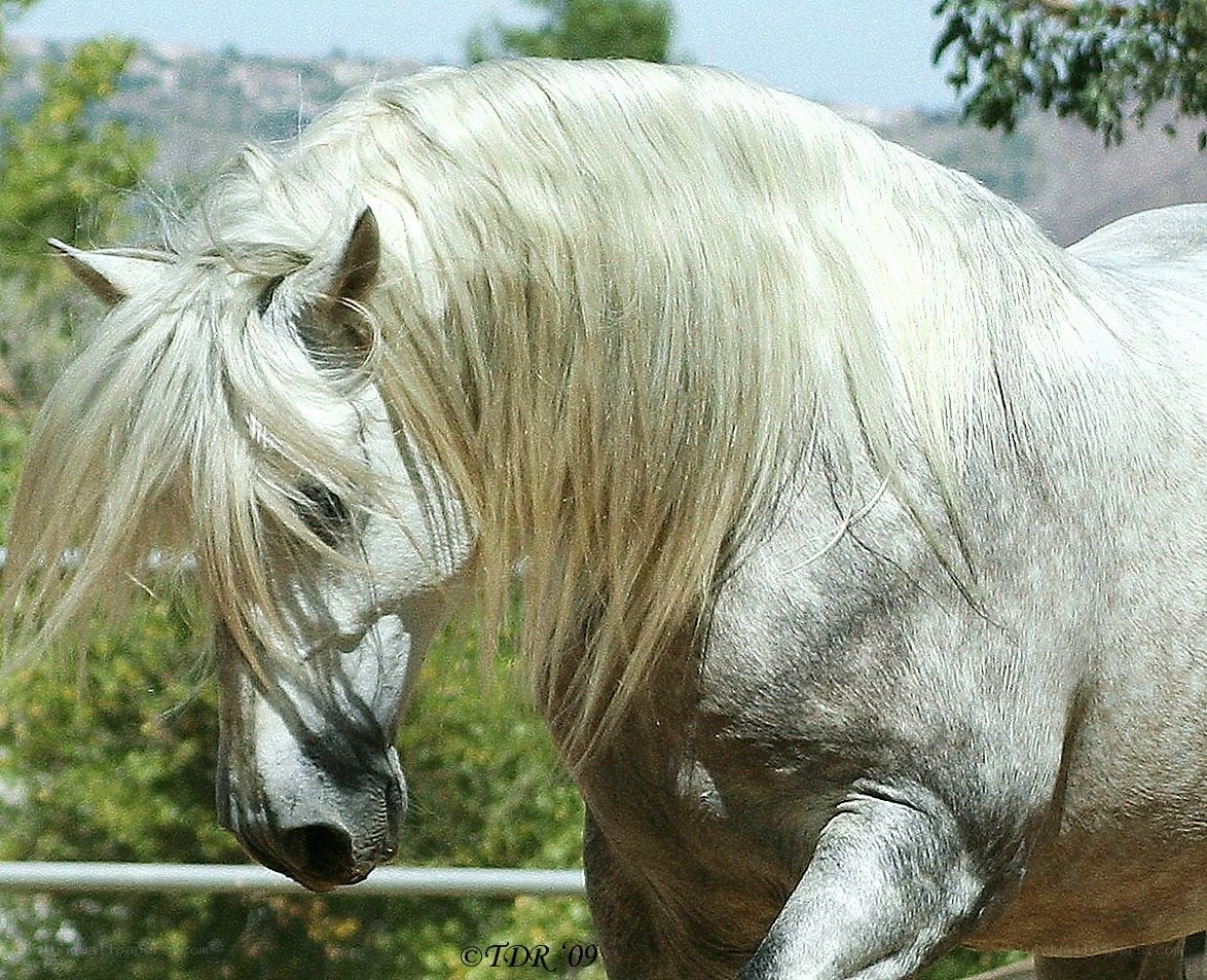 white horse with long mane