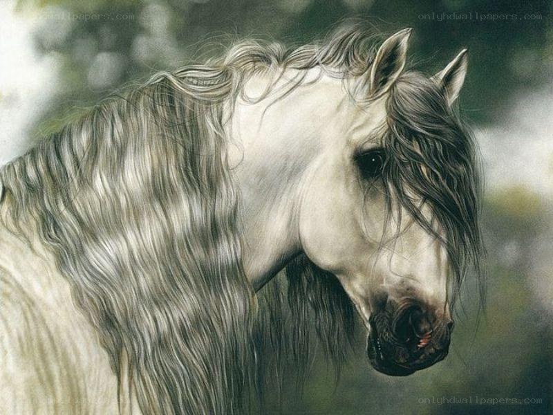 white horse with long mane