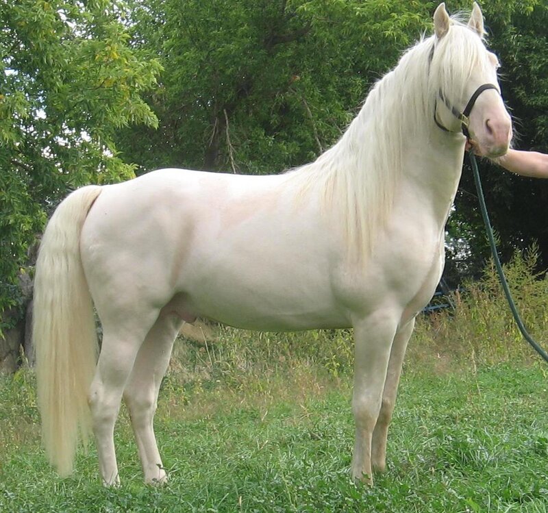 white horse with long mane