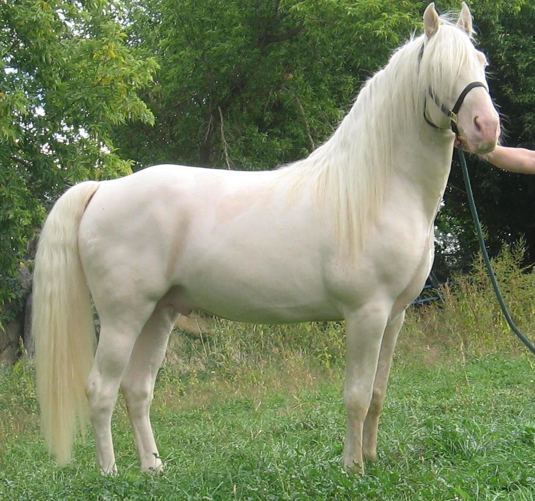 white horse with long mane