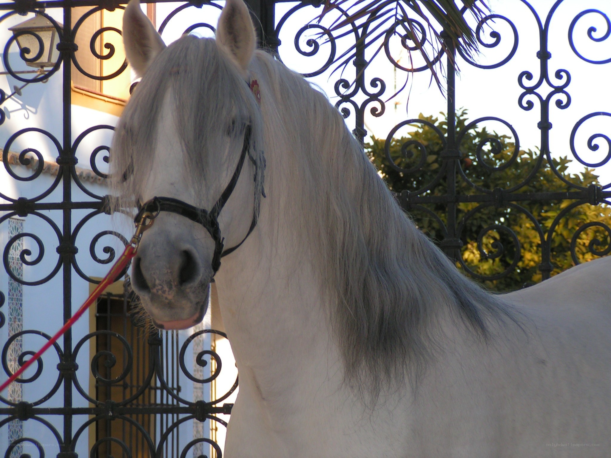White horse with long mane