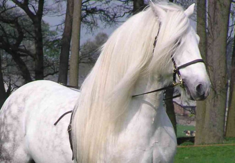 white horse with long mane