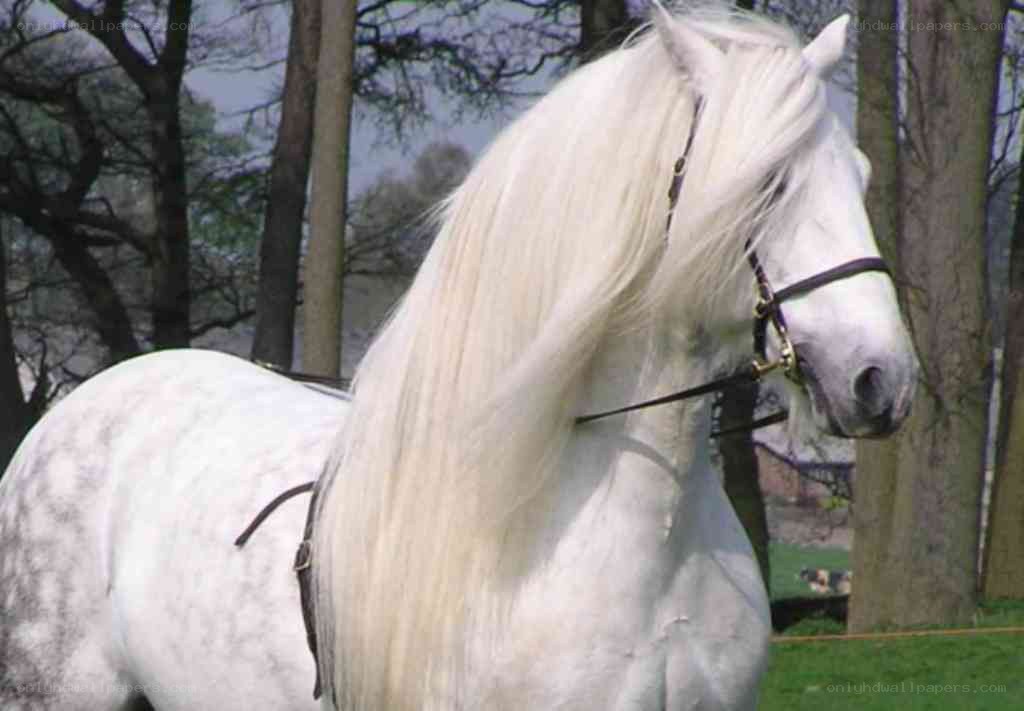 white horse with long mane