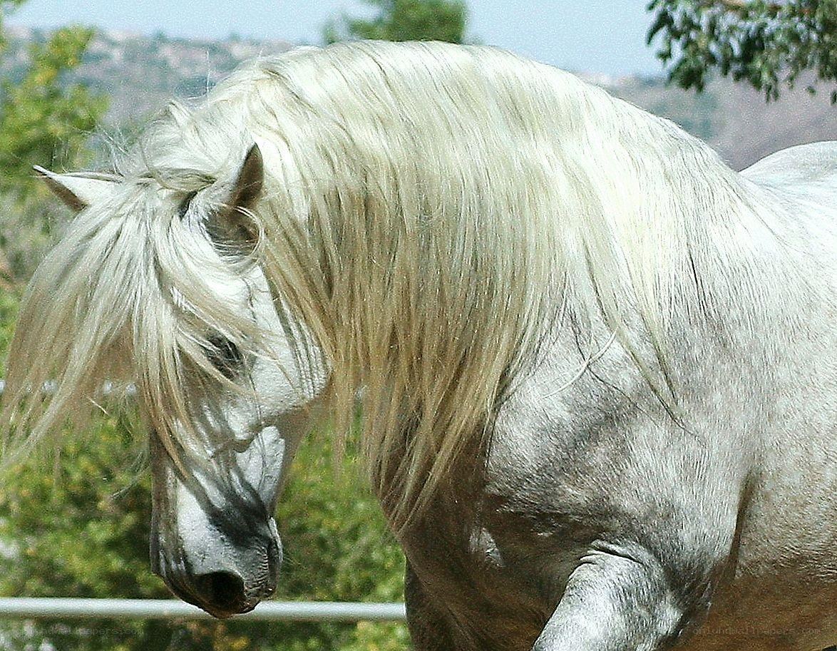 white horse with long mane