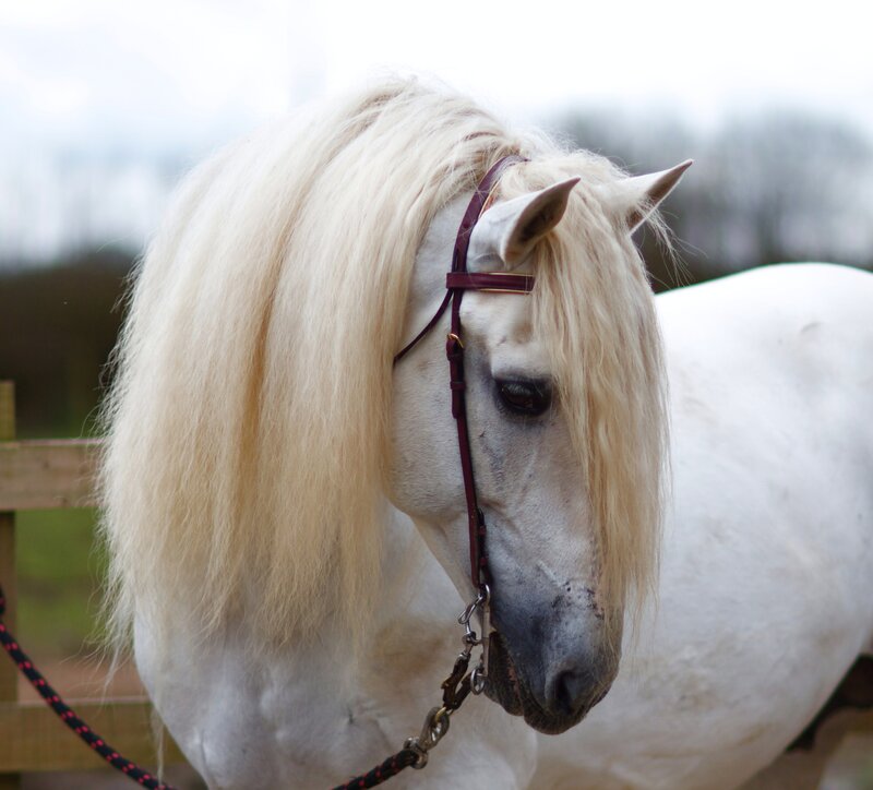 white horse with long mane