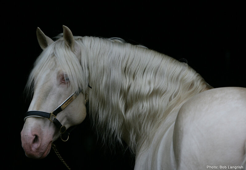 white horse with long mane