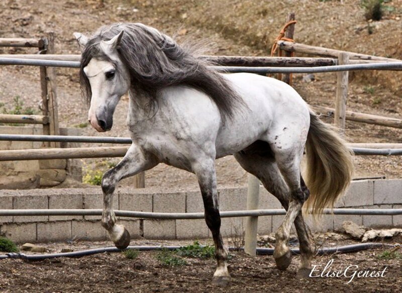 White Horse with Long Mane — Active