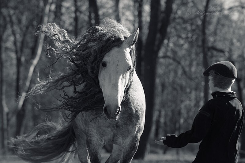 White Horse with Long Mane — Black, Dramatic, Photograph